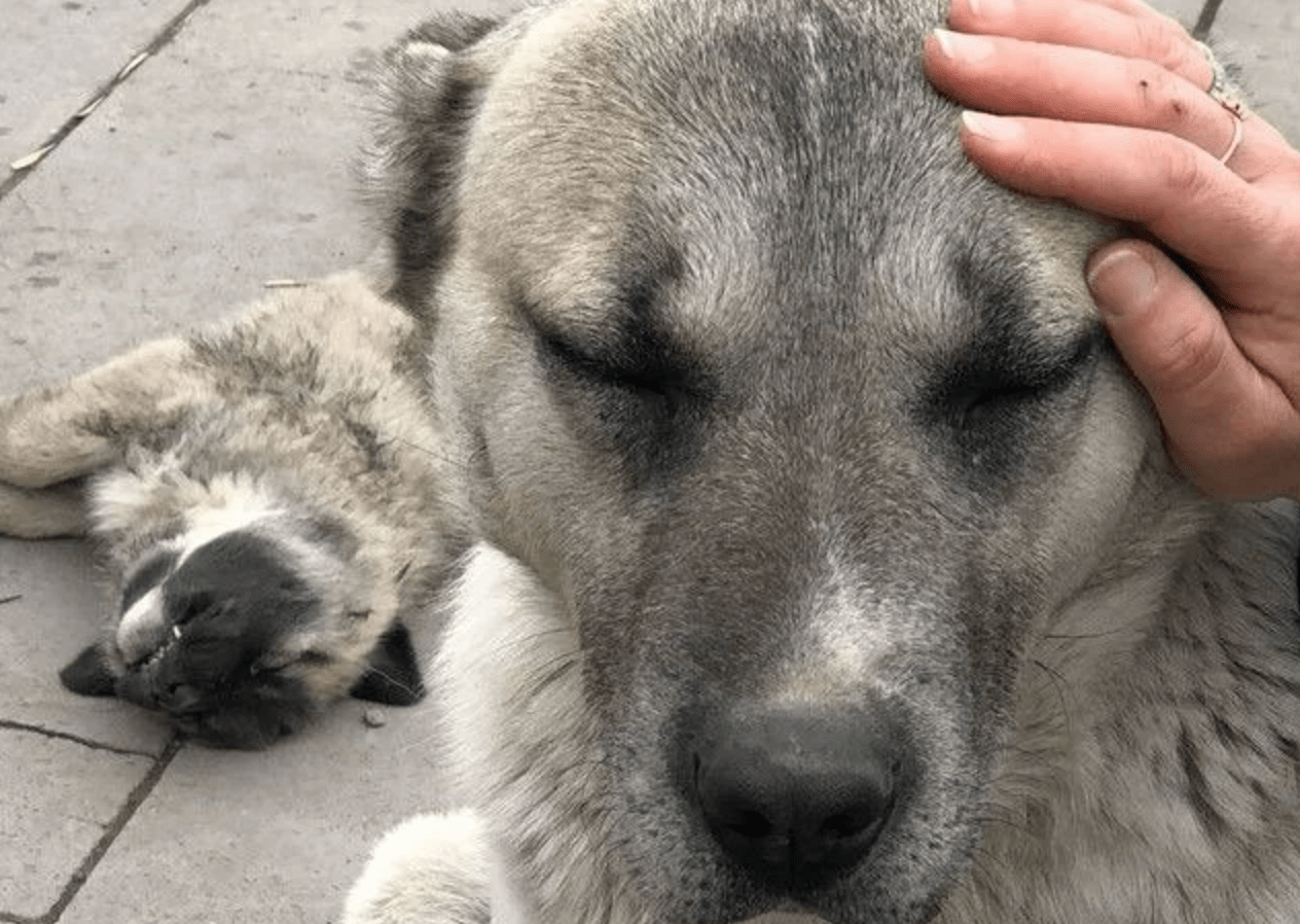 AKP’li gençler köpek besledikleri için AKP’lilerden linç yedi